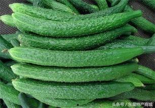 黄瓜农药爆料视频播放大全,视频爆料大全深度解析 第2张 黄瓜农药爆料视频播放大全,视频爆料大全深度解析 第2张